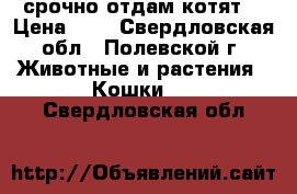 срочно отдам котят  › Цена ­ 0 - Свердловская обл., Полевской г. Животные и растения » Кошки   . Свердловская обл.